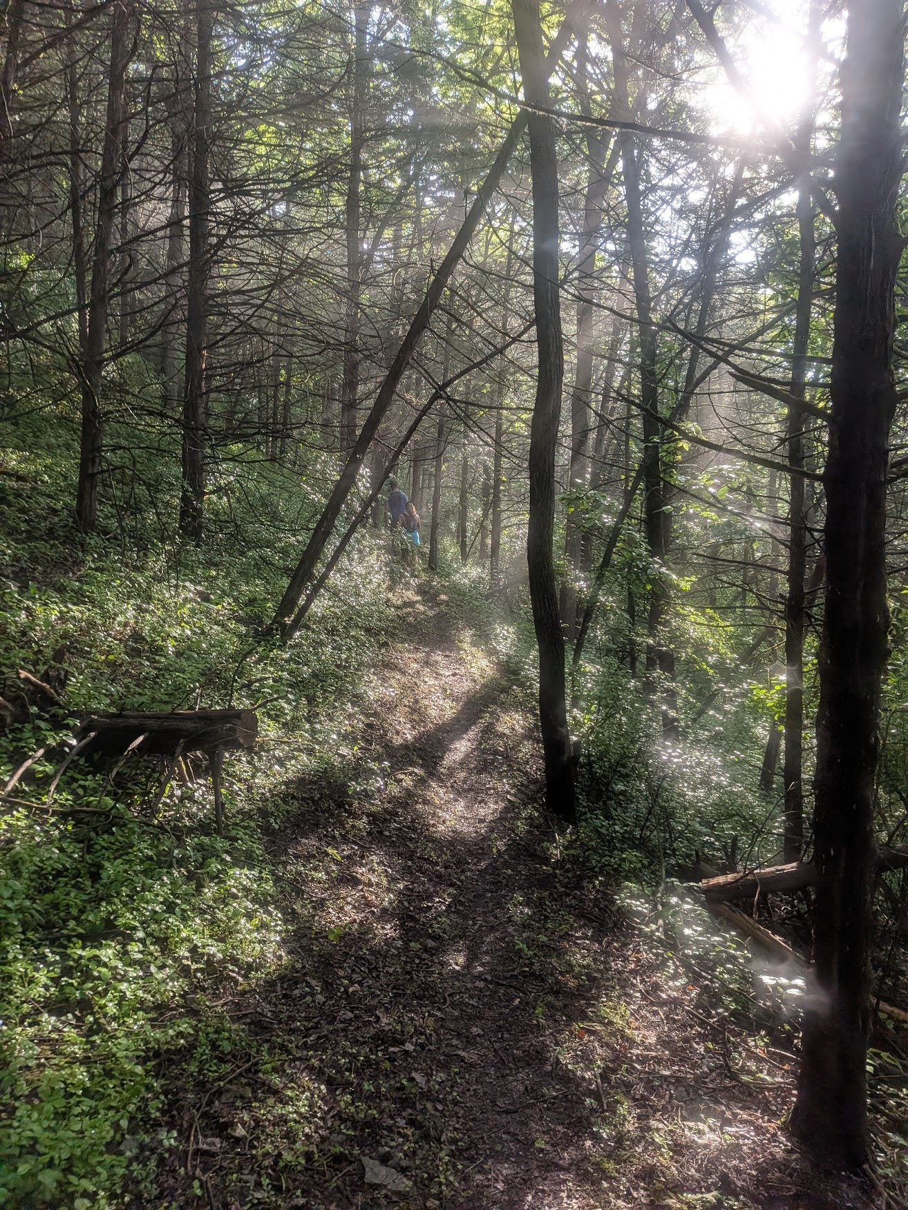Sun illuminating the trail through the trees